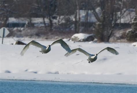 10 fascinating facts about spring bird migration — Ducks Unlimited Canada