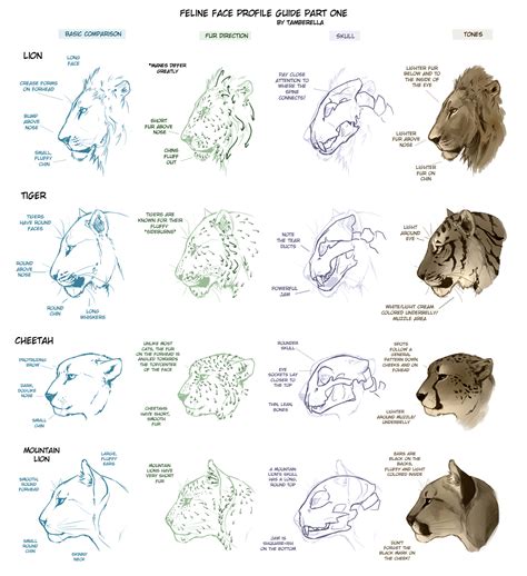 Cat Paw Drawing - Tips and Techniques for Drawing Realistic Cat Paws