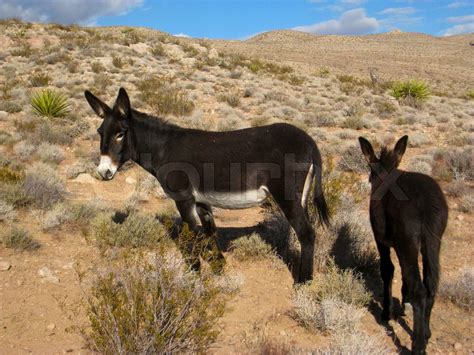 Wild Burros In Desert Of Nevada Usa Stock Image Colourbox