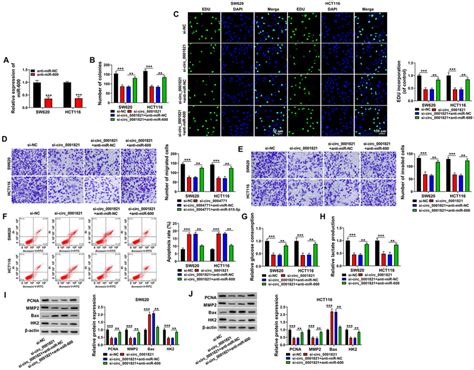 Effect Of Circ 0001821 Silencing On Cell Biological Properties Was