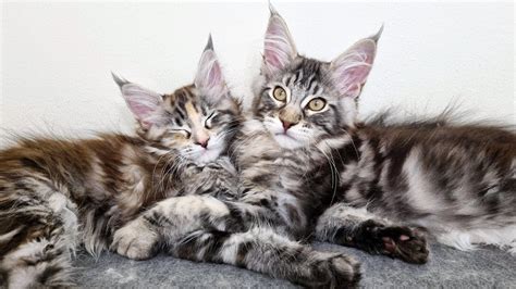 These Maine Coon Kitten Siblings Are So Adorable Together Youtube