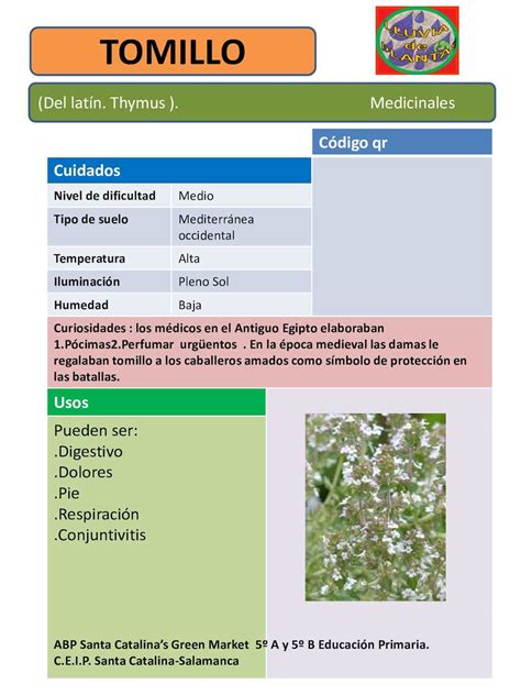 Fichas De Plantas Medicinales Lluvia De Plantas Calameo Downloader