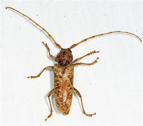 Red Oak Borer Enaphalodes Rufulus Bugguidenet