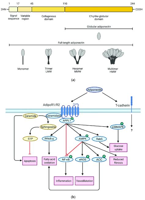 (a) Adiponectin structure and isoforms. (b) Simplified adiponectin ...