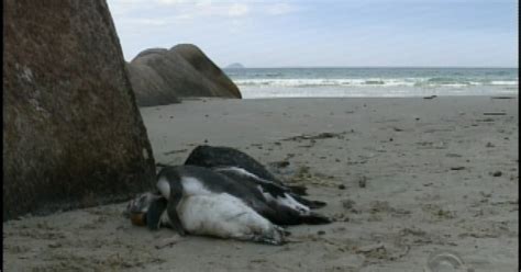 G1 Pinguins são encontrados mortos na praia dos Ingleses em