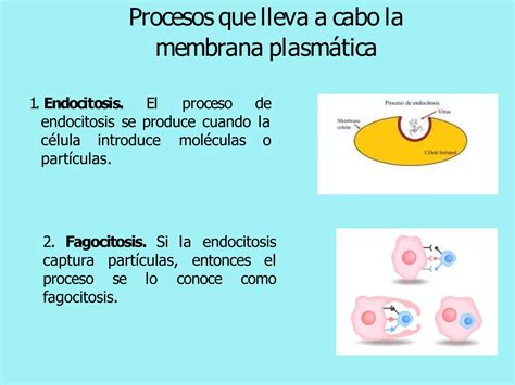 La Membrana Plasm Tica Ppt Descarga Gratuita