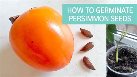 How To Germinate Persimmon Seeds Youtube