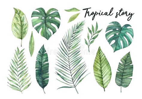 Hand Drawn Watercolor Tropical Plants Set Exotic Palm Leaves J Stock