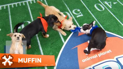 Dog pees during anthem and other highlights from Puppy Bowl XIX