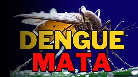 ALERGA VERMELHO DENGUE YouTube