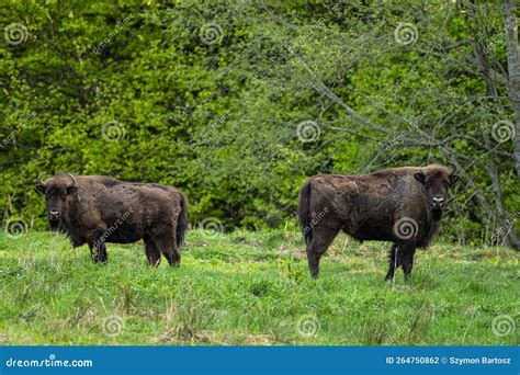 European Bison (Bison Bonasus), Wisent, Bieszczady Mountains ...