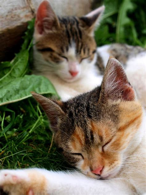 Sleeping cats stock photo. Image of outdoor, cute, detail - 23692722