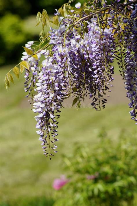 Chinese Wisteria Wisteria Blooming In Summer Garden Wisteria