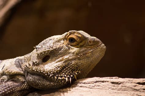 Bearded Dragons Wallpapers Wallpaper Cave