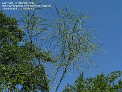 Plantfiles Pictures Texas Paloverde Border Paloverde Retama China