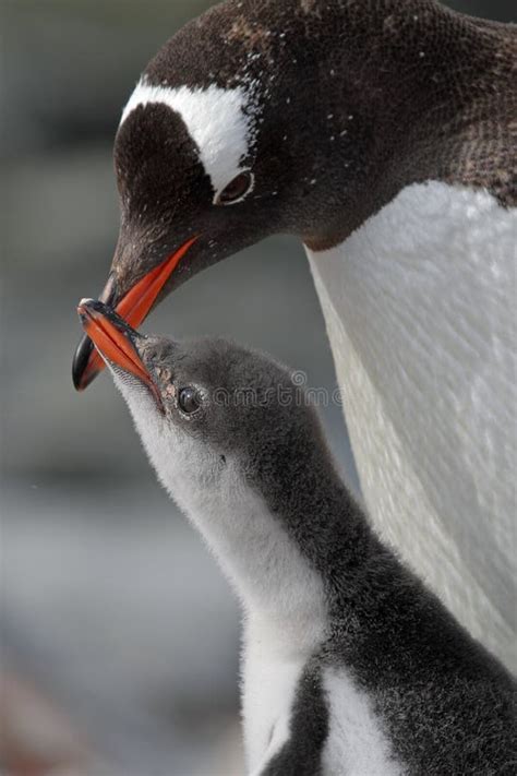 Gentoo Penguin Parent about To Feed Young Stock Photo - Image of