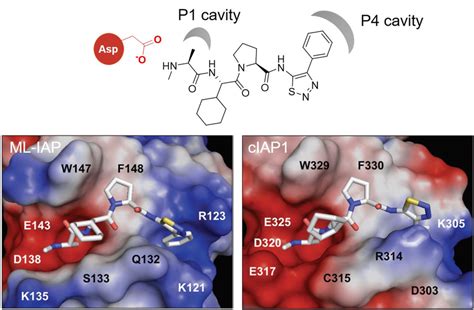 Chemical Structure Of Gdc And Its Key Binding Modes To Ml Iap