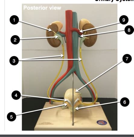 6 4 Urinary System Part 2 Flashcards Quizlet