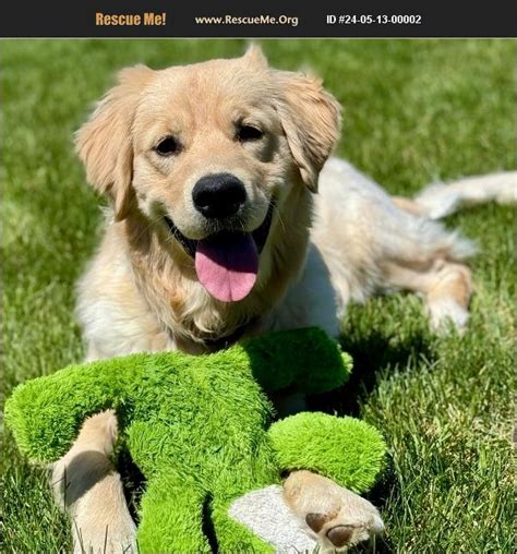 Adopt Golden Retriever Rescue Mead Co