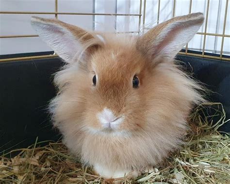 Adoption de Peter cac1363 Indéfinie lapin nain bélier région Île de