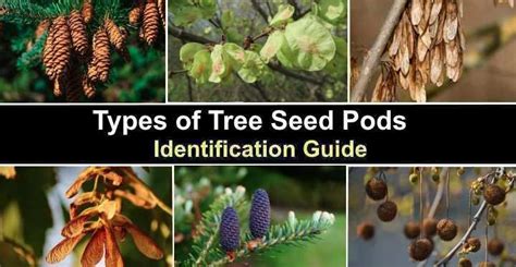 Types of Tree Seed Pods – Identification Guide With Pictures | Tree ...