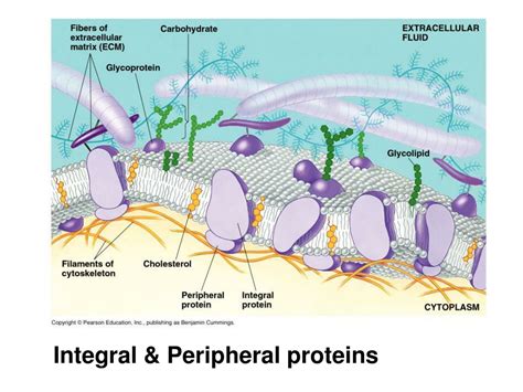 PPT - Chapter 7: Warm-Up 1 PowerPoint Presentation, free download - ID ...