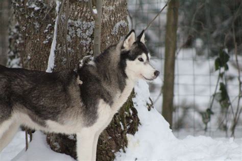 Chien exterieur Husky Passion Elevage de Husky sibérien