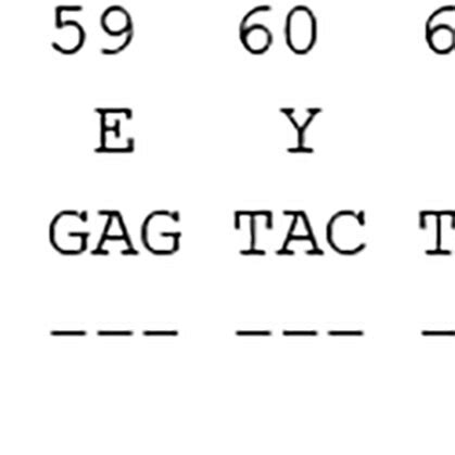 Sequence Of The Novel Hladrb Allele Alignment Of Exon