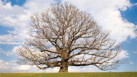 Quercus Alba “if Oak Is The King Of Trees As Tradition Has It Then