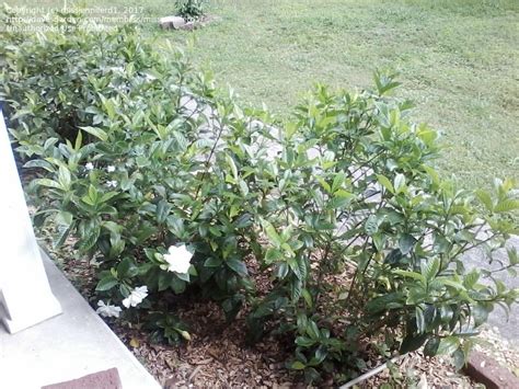 Plantfiles Pictures Gardenia Cape Jasmine Gandharaj Summer Snow