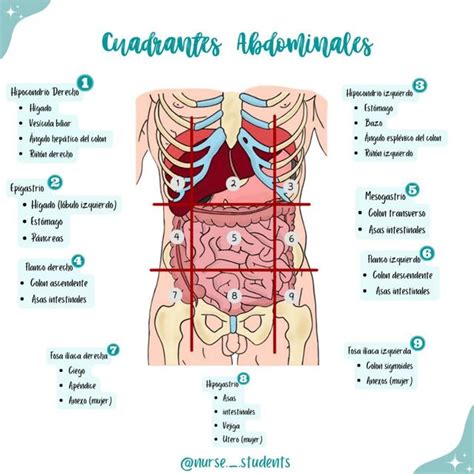 Cuadrantes Abdominales Nurse Students UDocz