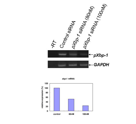 Figure S Knock Down Of Pxbp By The Pxbp Sirna In Pef Cells Pef