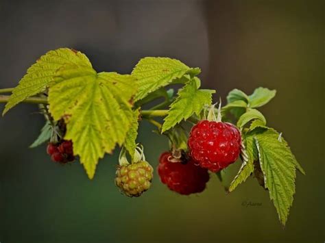 Raspberry Seed Oil Rubus Idaeus Inciguide