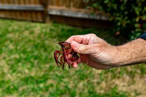 Crawfish Boil Recipe