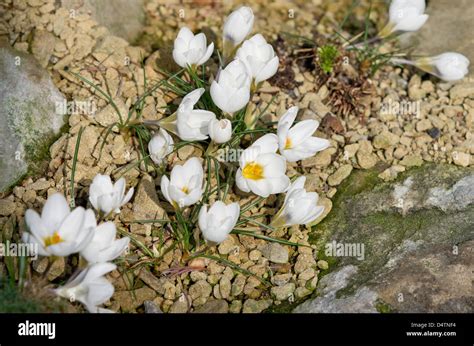 Crocus Chrysanthus Ard Schenk Stock Photo Alamy