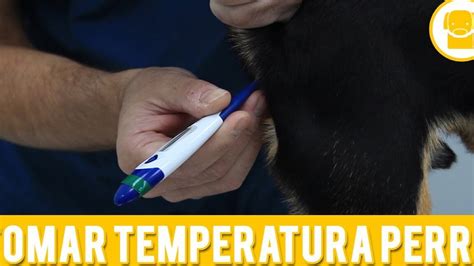 Cómo medir la temperatura de un perro