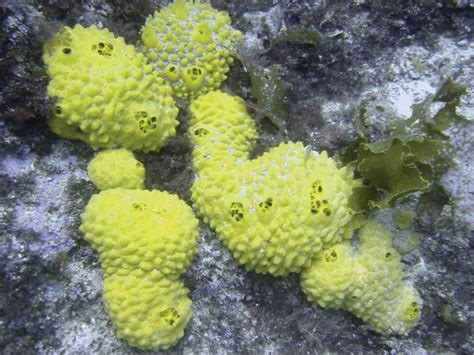 Sponges and Cnidarians – Introductory Biology: Evolutionary and Ecological Perspectives