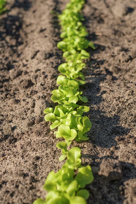 Lettuce Growth Stages & Timelines (With Pictures) | TheGrow