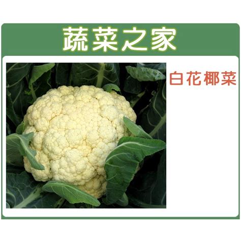 蔬菜之家滿額免運【00b03】大包裝白花椰菜種子4克 蝦皮購物