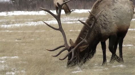 Rare Videos Deer Lost Antlers Huge Bull Moose Shedding His Velvet