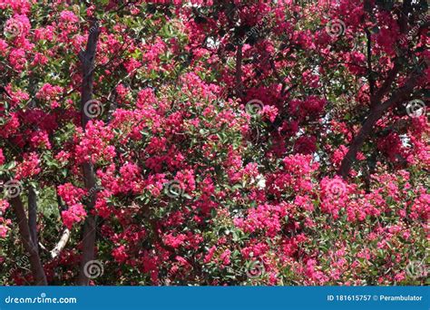 PINK PRIDE of INDIA TREE FLOWERING in SUNLIGHT Stock Image - Image of ...