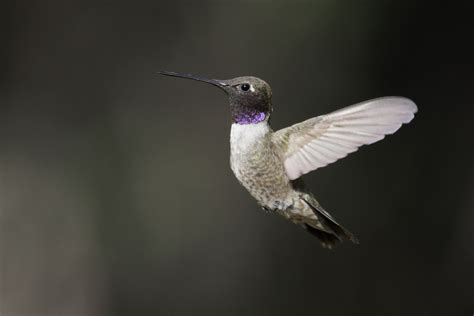 7 Types Of Hummingbirds In Oregon With Pictures Birdwatching Tips