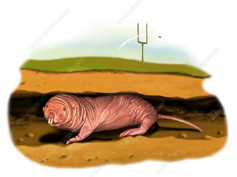 Naked Mole Rat Illustration Stock Image C061 6526 Science Photo Library