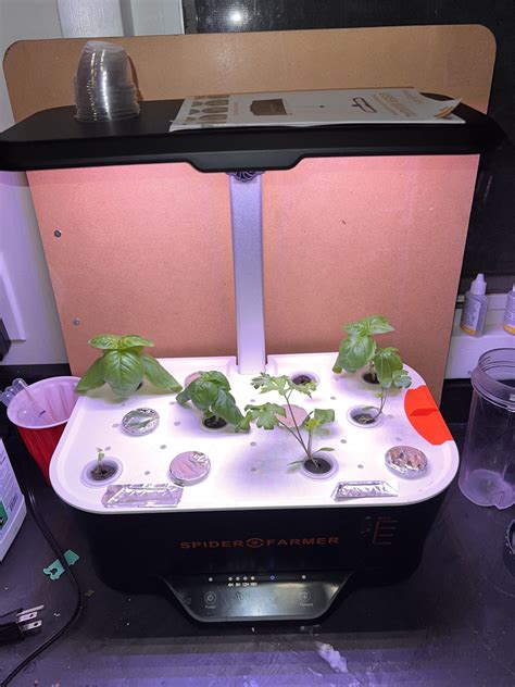 Moved my clones out to soil. Basil and parsley are doing great! Easy