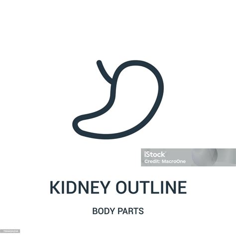 Nier Outline Icon Vector Van Body Parts Collectie Dunne Lijn Nier