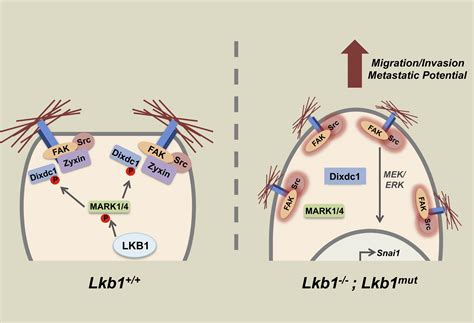 An Ampk Independent Signaling Pathway Downstream Of The Lkb Tumor