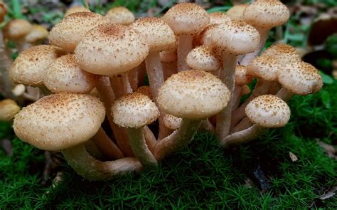 Bioluminescent Mushrooms The Natures Own Light Show