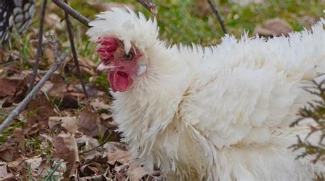 250 Pollo Frizzle Fotografías De Stock Fotos E Imágenes Libres De Derechos Istock