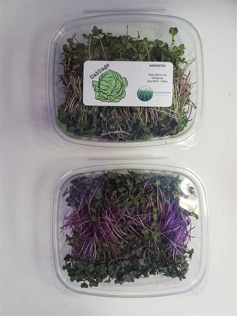 Microgreen Subscriptions Legumes Yeshurunfarm