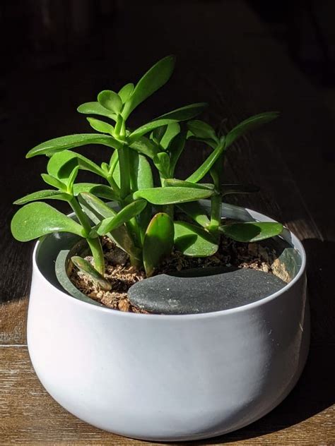 Significados Da Planta Jade No Espiritismo E Feng Shui